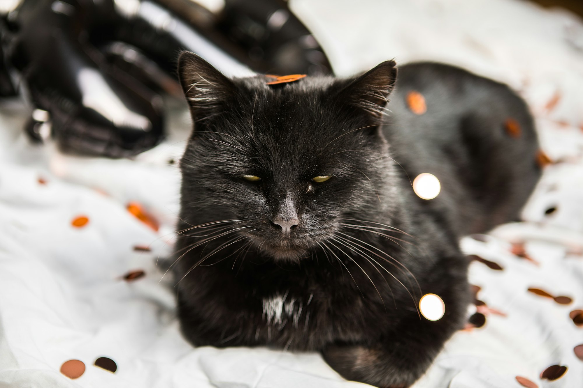 Black Cat in front of a white background